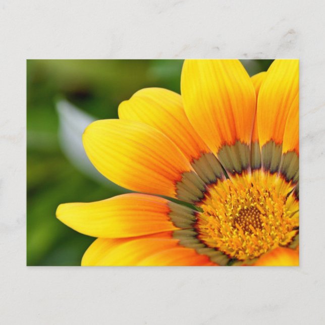 Yellow Flower Postcard (Front)