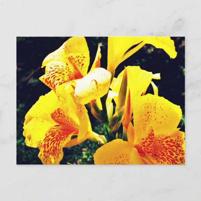 Yellow Flower Postcard (Front)