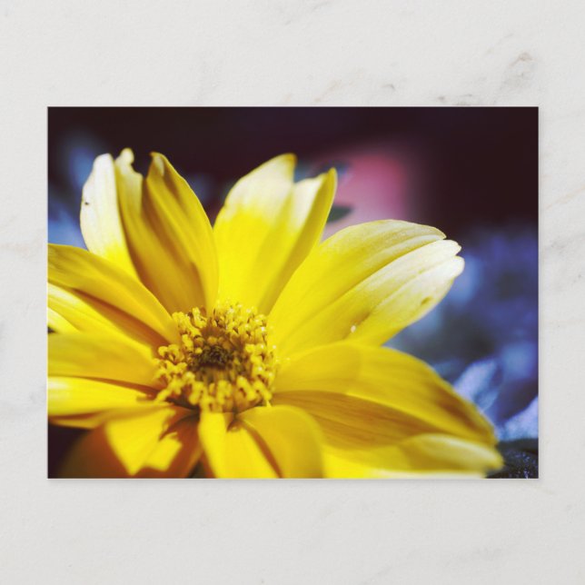 Yellow Flower Postcard (Front)