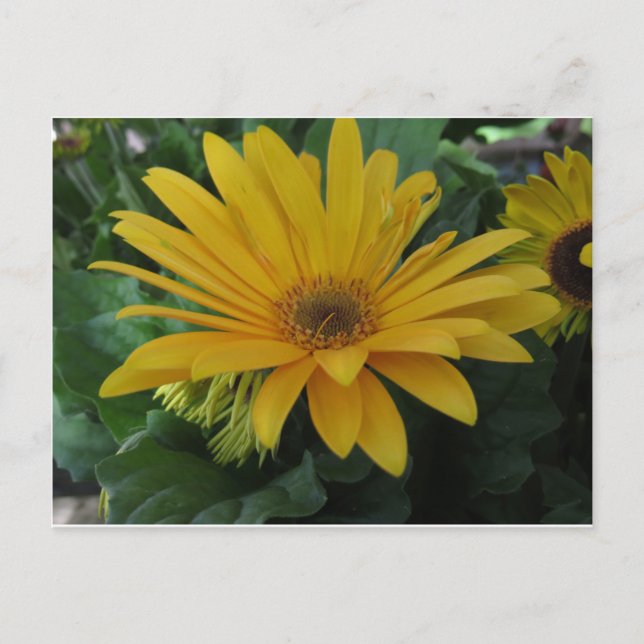Yellow Flower Postcard (Front)
