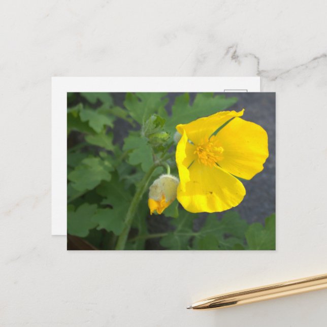 Yellow Flower Postcard (Front/Back In Situ)