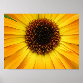 yellow flower poster
