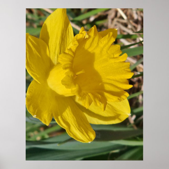 Yellow flower poster (Front)