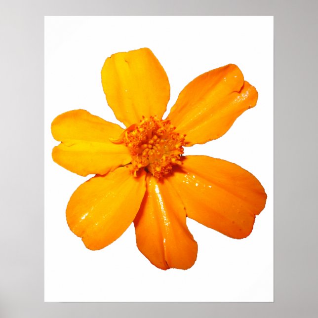 Yellow Flower Poster (Front)