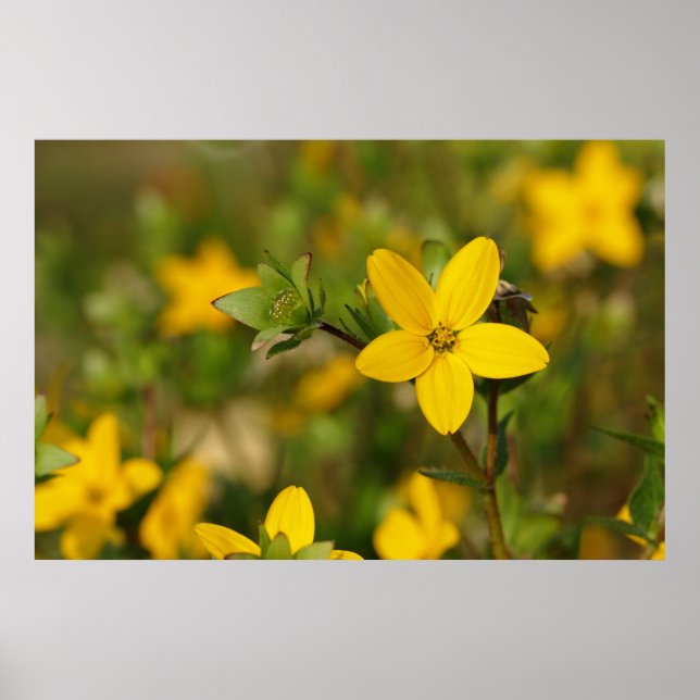 Yellow Flower Poster (Front)