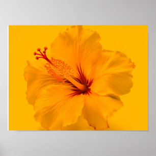 Yellow Flower Poster