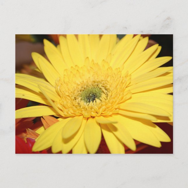 Yellow Flower Sunflower Postcard (Front)