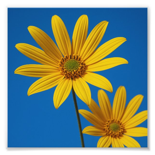 Yellow Flower under Sky Photo Print (Front)