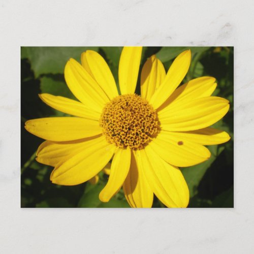 Yellow flower with green foliage postcard