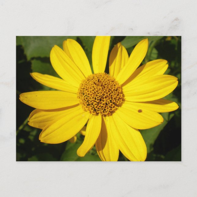 Yellow flower with green foliage postcard (Front)
