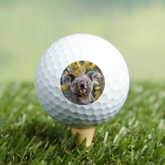 Yellow Flowering Wattle Tree With A Koala, Golf Balls (Insitu Tee)