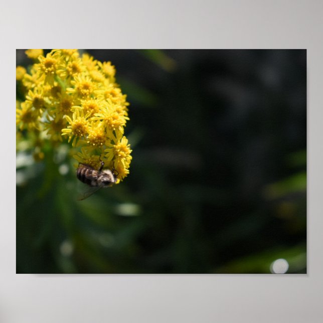 Yellow Flowers Bee Bumblebee Nature Photography Poster (Front)