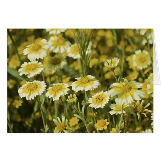 Yellow Flowers Cards (Front Horizontal)