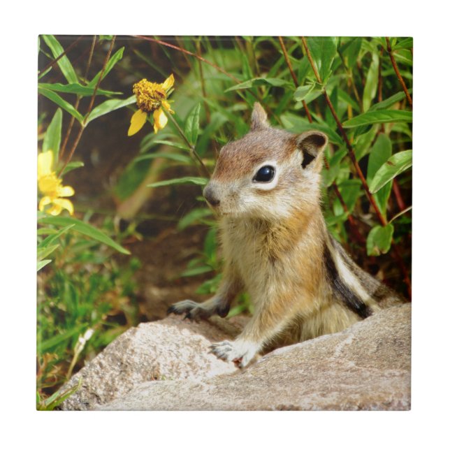 Yellow Flowers Chipmunk Tile (Front)