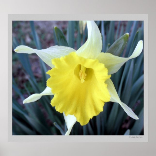 Yellow Flowers Daffodils Daffodil Flower Photo Poster (Front)