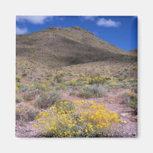 Yellow Flowers in Death Valley Magnet