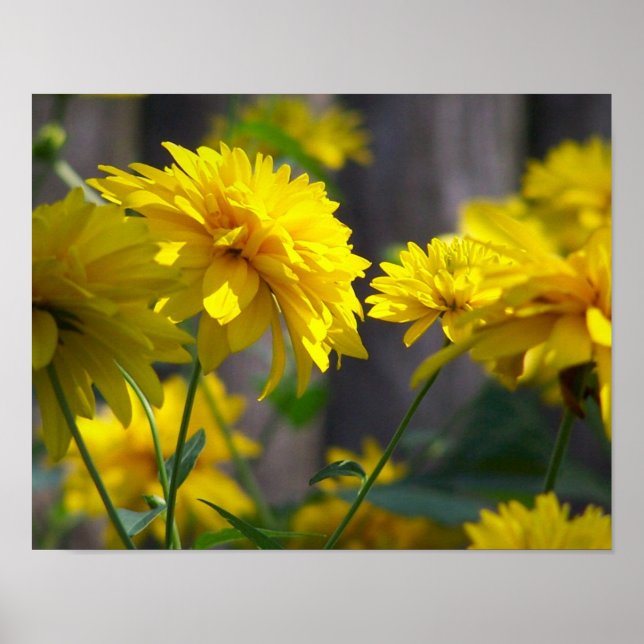 Yellow Flowers In Sunshine Poster (Front)