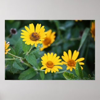Yellow Flowers Photo Poster