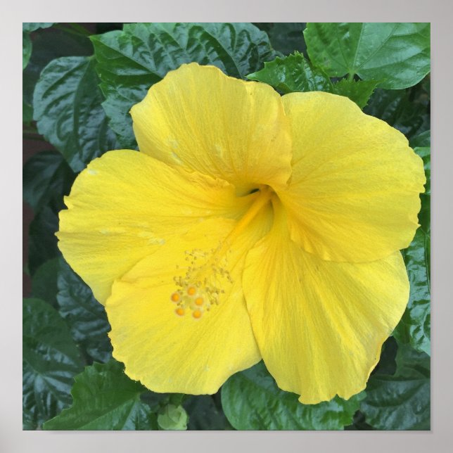 Yellow Flowers Photo Poster (Front)