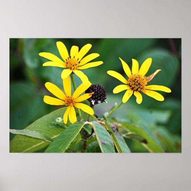 Yellow Flowers Photo Poster (Front)