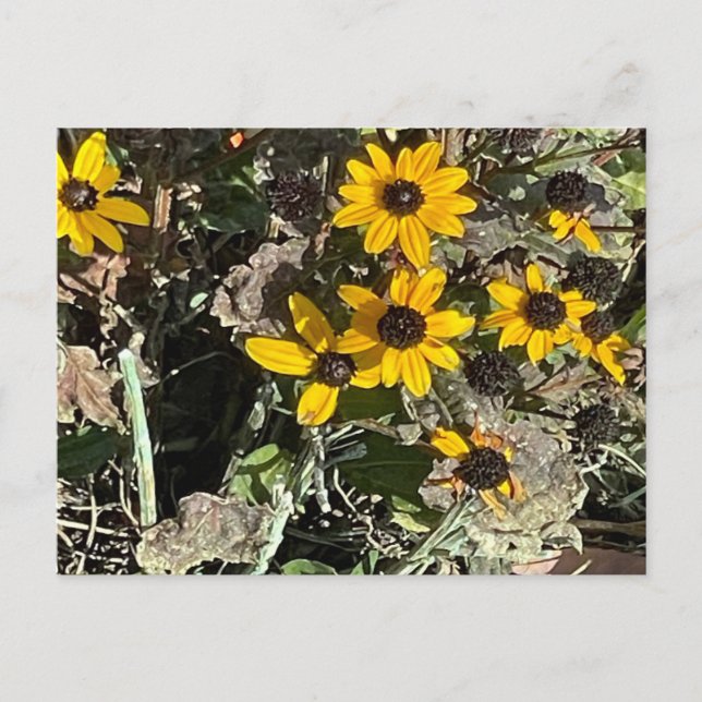 Yellow Flowers Postcard (Front)