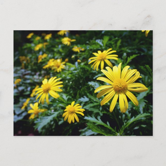 Yellow Flowers Postcard (Front)
