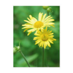 Yellow Flowers Postcard