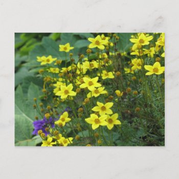Yellow Flowers Postcard by DonnaGrayson_Photos at Zazzle
