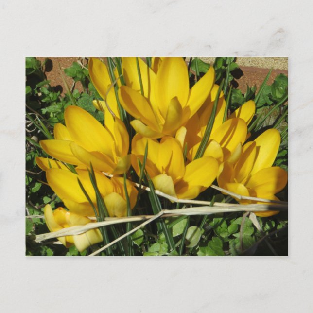 Yellow Flowers Postcard (Front)