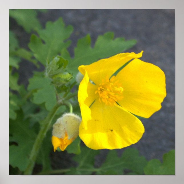 Yellow Flowers Poster (Front)