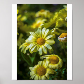 Yellow flowers Poster