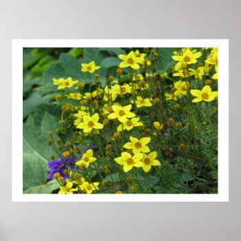 Yellow Flowers Poster by DonnaGrayson_Photos at Zazzle