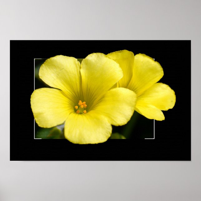 yellow flowers print (Front)