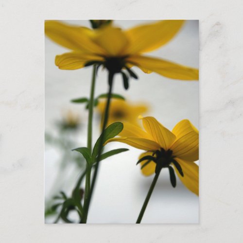 Yellow Flowers _ Solaire _ Floral Photography Postcard