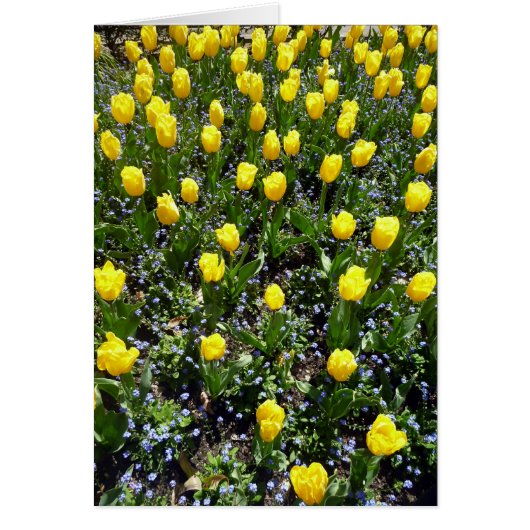 yellow flowers tulip cards (Front)