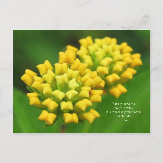 Yellow Flowers with Rumi Quote Postcard (Front)