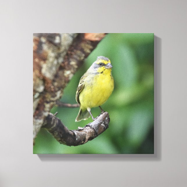 Yellow Fonted Canary Perched on a Tree Branch Canvas Print (Front)
