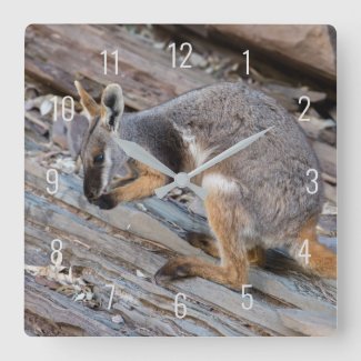 Yellow Footed Rock Wallaby Kangaroo Australia