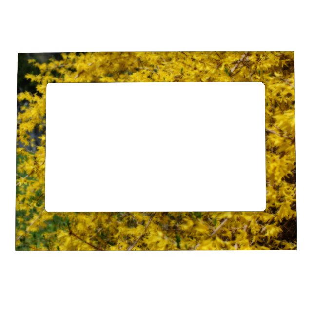 Yellow Forsythia Flowers Orton Effect  Magnetic Frame (Front)