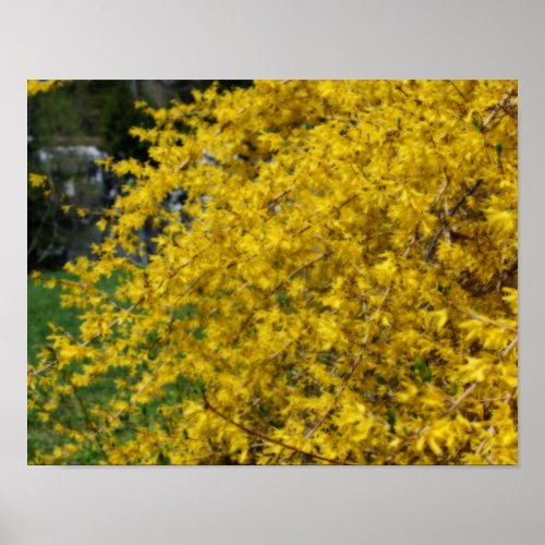 Yellow Forsythia Flowers Orton Effect Poster