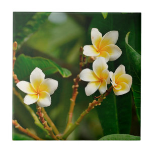 Yellow Frangipani Ceramic Tile