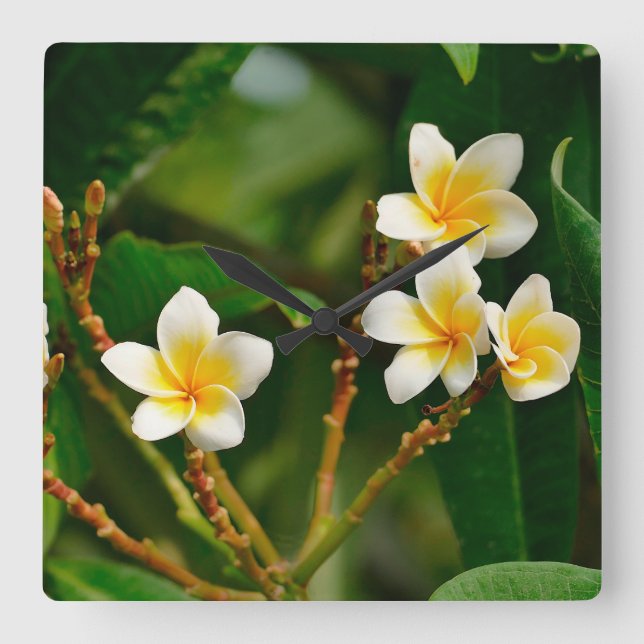 Yellow Frangipani Square Wall Clock (Front)