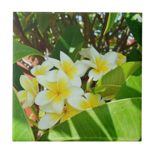 Yellow Frangipanis Growing On A Tree Ceramic Tile