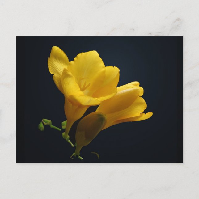 Yellow Freesia Blossoms Postcard (Front)