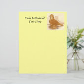 Yellow Frillback Pigeon (Standing Front)