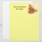 Yellow Frillback Pigeon (Front/Back)