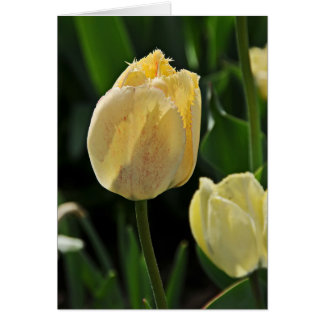 Yellow Fringed Tulip Cards