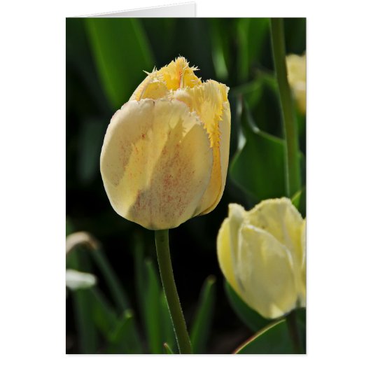 Yellow Fringed Tulip Cards (Front)