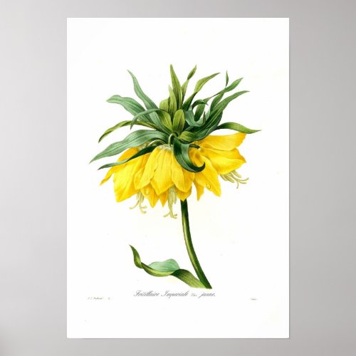 Yellow Fritillary Poster