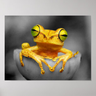 Yellow Frog Poster